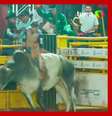 Peão desmaia após ser cabeceado e arremessado por touro em Minas Gerais  Foto: 