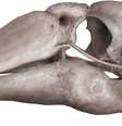 Crânio de 45 mil anos permite que paleontólogos descubram as características de ganso-gigante de 45 mil anos (Imagem: McInerney et al., 2024/Historical Biology)  Foto: Canaltech