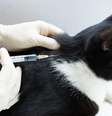 Manter a vacinação dos pets em dia reduz riscos de doenças  Foto: Shutterstock / Alto Astral