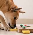 Estudo indica que cães entendem palavras  Foto: Shutterstock / Alto Astral
