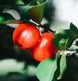 A acerola possui inúmeros benefícios para o corpo; veja quais são  Foto: Pexels/Matheus Köhler / Bons Fluidos