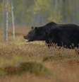 Urso negro  Foto: Freeppik/vladimircech