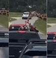 Vídeo mostra girafa erguendo bebê pela camiseta durante safári  Foto: Reprodução/Instagram @kwtx