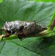 Cigarra - Seu som estridente atinge 120 decibéis   Foto: wikimedia commons Слободан Стевчић / Flipar