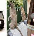  Foto: Comedy Pet Awards