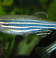 Peixes-zebra são ótimos exemplos de organismos modelo (Imagem: Reprodução/Azul)  Foto: Canaltech