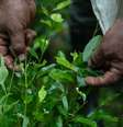 A produção de coca na Colômbia e no Peru atingiu máximas históricas em 2022  Foto: Getty Images / BBC News Brasil
