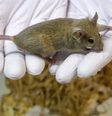 Rato usado em teste de laboratório  Foto: Getty Images / BBC News Brasil