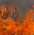 Incêndios e número recorde castigam o Pantanal  Foto: Joédson Alves/Agência Brasil / Perfil Brasil
