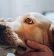 Cães e gatos também estão sujeitos às doenças oculares  Foto: Gorodenkoff | Shutterstock / Portal EdiCase