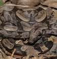 Jiboia-atlântica tem manchas, formato e coloração diferentes de outros animais catalogados anteriormente.  Foto: Uece/Divulgação / Estadão