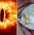 Nova espécie de piranha encontrada na Amazônia é batizada em homenagem ao vilão de 'Senhor dos Anéis'  Foto: Reprodução/Wikipédia/X