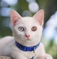 Gatos da raça khao manee se destacam por sua pelagem branca e olhos que podem variar entre azul, verde e dourado  Foto: bamgraphy | Shutterstock / Portal EdiCase