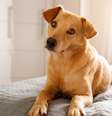 Imagem de cachorrinho vira-lata caramelo  Foto: Getty Images