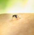 Aquecimento global torna ambientes propícios para o Aedes Aegypti (Imagem: National Institute of Allergy/Unsplash)  Foto: Canaltech