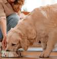 A inclusão de probióticos na alimentação ajuda a preservar a saúde intestinal dos pets  Foto: Shutterstock / Alto Astral