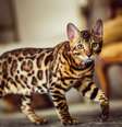 Algumas raças de felinos se destacam pela teimosia  Foto: Alexander_Evgenyev | Shutterstock / Portal EdiCase