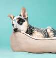 Assim como os humanos, cachorros podem ficar entediados, especialmente se não receberem estímulos adequados  Foto: sophiecat | Shutterstock / Portal EdiCase