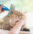 O bem-estar dos pets depende de cuidados com pele e pelagem para prevenir doenças  Foto: ANURAK PONGPATIMET| Shutterstock / Portal EdiCase