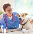 As vacinas protegem os pets de doenças graves e fatais  Foto: FamVeld | Shutterstock / Portal EdiCase