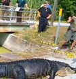 Crocodilo é morto para a retirada de restos mortais de sem teto de seu estômago  Foto: Reprodução/Redes Sociais 