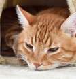 Ansiedade de separação afeta cães e gatos e pode gerar prejuízos para a saúde do pet  Foto: Shutterstock / Alto Astral