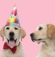 A astrologia ajuda a entender a personalidade dos cães  Foto: Viorel Sima | Shutterstock / Portal EdiCase