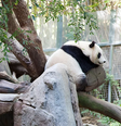 A China está renovando a sua diplomacia dos pandas?  Foto: Getty Images / BBC News Brasil