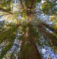 Sequoia Gigante — A espécie leva esse nome por alcançar uma estatura muito elevada.  Foto: Imagem Pixabay / Flipar