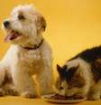 Venda de cães e gatos em vitrines será proibida  Foto: Canva Pro/David De Lossy de Photo Images / Bons Fluidos