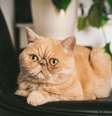 Certas raças de gato são mais propensas à adaptação a apartamentos  Foto: Vladislav Noseek | Shutterstock / Portal EdiCase