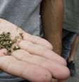 Maryland, na região nordeste do país, legalizou em 2022 o uso recreativo da maconha.  Foto: Reprodução/Getty Images