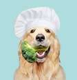 Incluir vegetais na dieta dos cachorros é uma excelente maneira de fornecer petiscos saudáveis  Foto: Kasefoto | Shutterstock / Portal EdiCase