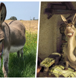 Perry foi a verdadeira inspiração para a criação de Burro. (Divulgação/ Barron Park Donkeys e Dreamworks)  Foto: Canaltech