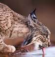 A população de linces ibéricos cresceu mais de 10 vezes em 19 anos, segundo levantamento  Foto: Getty Images / BBC News Brasil