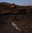 O primeiro semestre deste ano já registra um aumento de mais de 1.000% dos focos de incêndio em relação ao mesmo período do ano passado  Foto: Ueslei Marcelino/Reuters / BBC News Brasil