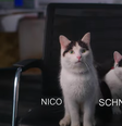 Nico e Schnitzel são os intérpretes de Frodo, em Um Lugar Silencioso: Dia Um.  Foto: Adoro Cinema