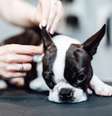 Limpar a orelha do cachorro regularmente ajuda a prevenir infecções  Foto: hedgehog94 | Shutterstock / Portal EdiCase