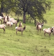 Burro foi flagrado com grupo de veados nos Estados Unidos  Foto: Reprodução/Instagram/Max Fennell