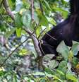 A equipe de pesquisadores observou os chimpanzés para descobrir como eles se comunicavam  Foto: ELODIE FREYMAN / BBC News Brasil