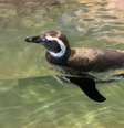 Pinguim-de-Magalhães recém-chegado nada em tanque no Zoológico de São Paulo  Foto: Divulgação/Reserva Parques / Estadão