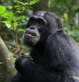 Chimpanzés usam plantas medicinais quando estão doentes  Foto: Elodie Freymann, CC-BY 4.0