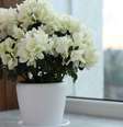 Essas plantas de inverno vão ficar ótimas na sua casa na estação  Foto: Shutterstock / Alto Astral