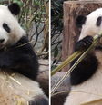 Pandas gigantes no Centro de Criação de Pandas Gigantes de Chengdu, na China  Foto: Reprodução/Redes Sociais 