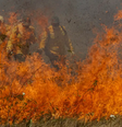 Pantanal registra o maior número de incêndios dos últimos 26 anos para um mês de junho  Foto: Joédson Alves/Agência Brasil