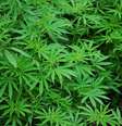 Plantação de maconha  Foto: rexmedlen/pixabay
