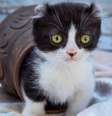 Gatos pequenos chamam atenção por sua delicadeza e charme  Foto: UW.ART | Shutterstock / Portal EdiCase