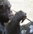 Dentre as atividades que pratica, a pintura é uma das preferidas de Bubbles  Foto: Center for Great Apes