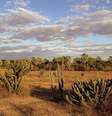 Caatinga, bioma brasileiro.  Foto: Flickr | A.Duarte