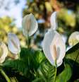 Algumas plantas ajudam a purificar os ambientes de energias negativas  Foto: MR.PRAWET THADTHIAM | Shutterstock / Portal EdiCase